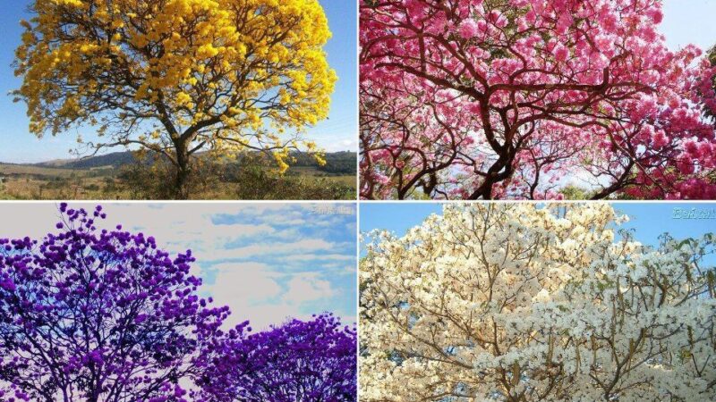 Efêmera e marcante, florada dos ipês ilustra beleza nativa no Acre