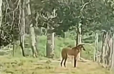 Captura-de-Tela-2025-09-24-as-14.20.52