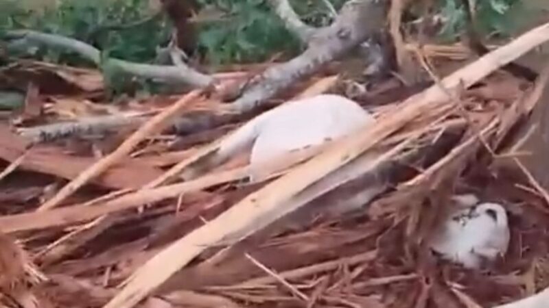 Temporal em Tarauacá causa prejuízos e mata animais em fazenda às margens da BR-364