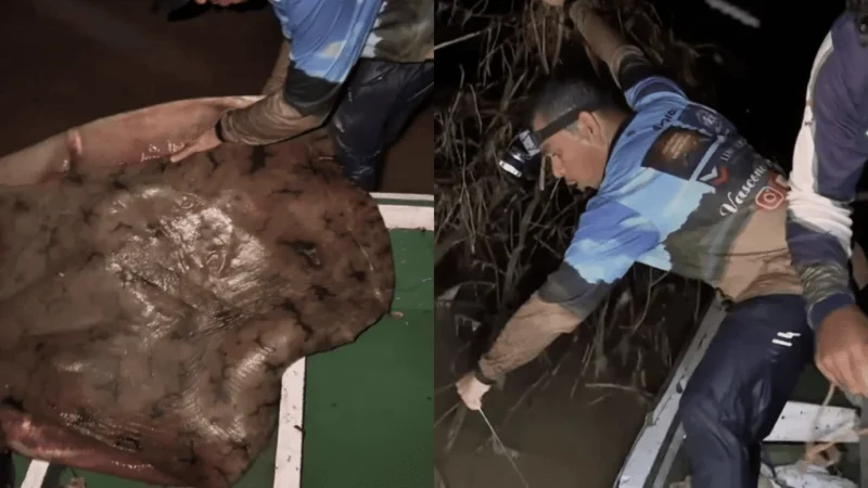 Pescador captura arraia de mais de 80 kg no interior do Acre