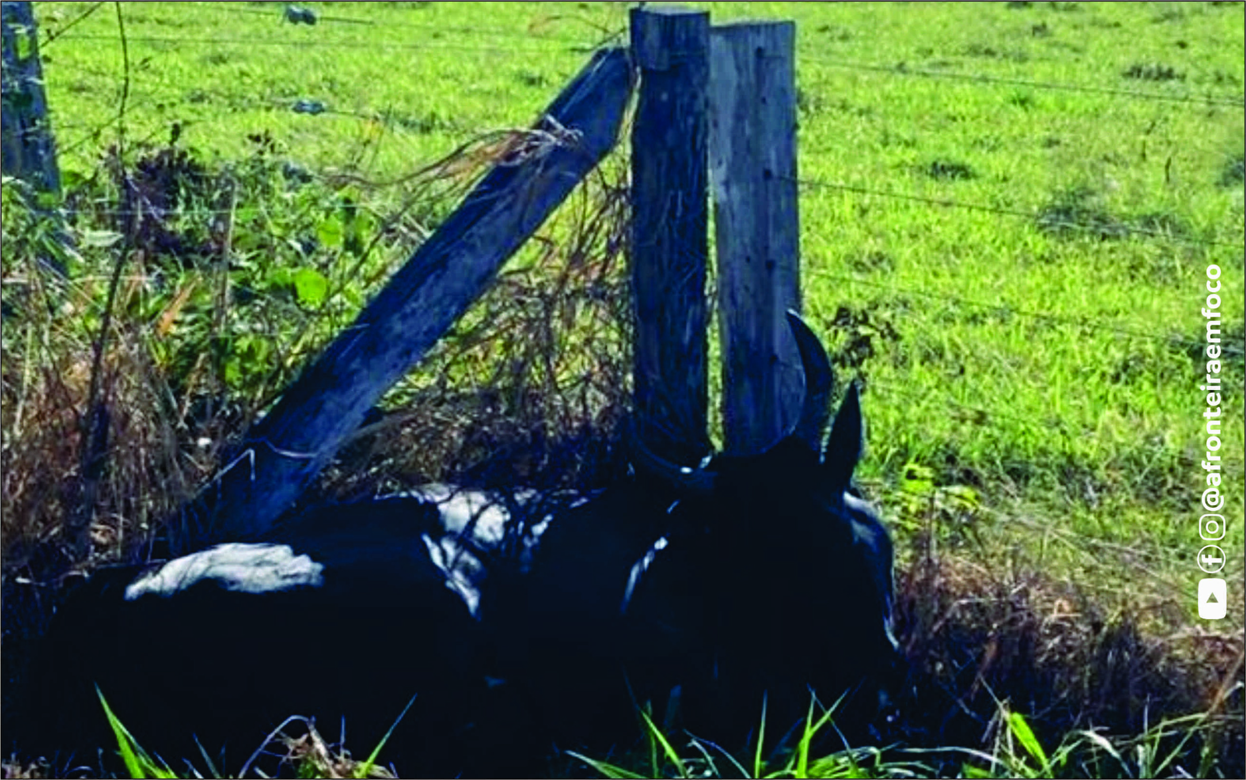 Moradores denunciam cerca energizada após morte de animais em área rural de Brasiléia