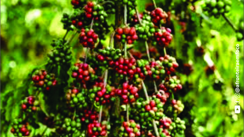 AGRO EM ALTA | Acre deve produzir 6,9 mil toneladas de café em 2026 e reforça crescimento do setor cafeeiro