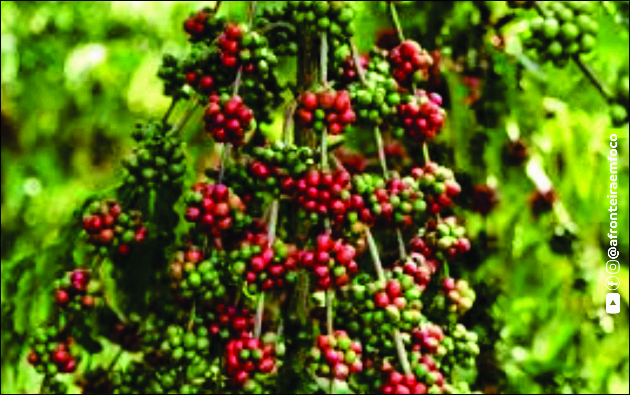 AGRO EM ALTA | Acre deve produzir 6,9 mil toneladas de café em 2026 e reforça crescimento do setor cafeeiro