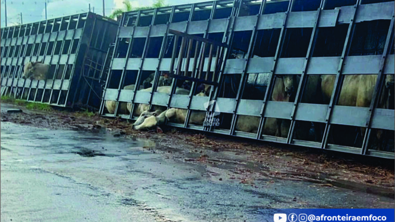 Carreta bitrem carregada com gado tomba na BR-364 e provoca congestionamento em Rio Branco