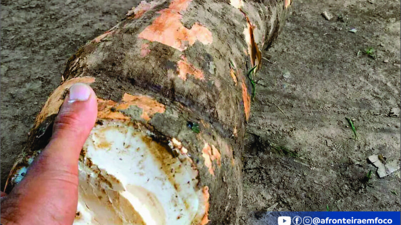 MANDIOCÃO! RAIZ DE 14,3 KG SURPREENDE AGRICULTORES EM SENA MADUREIRA