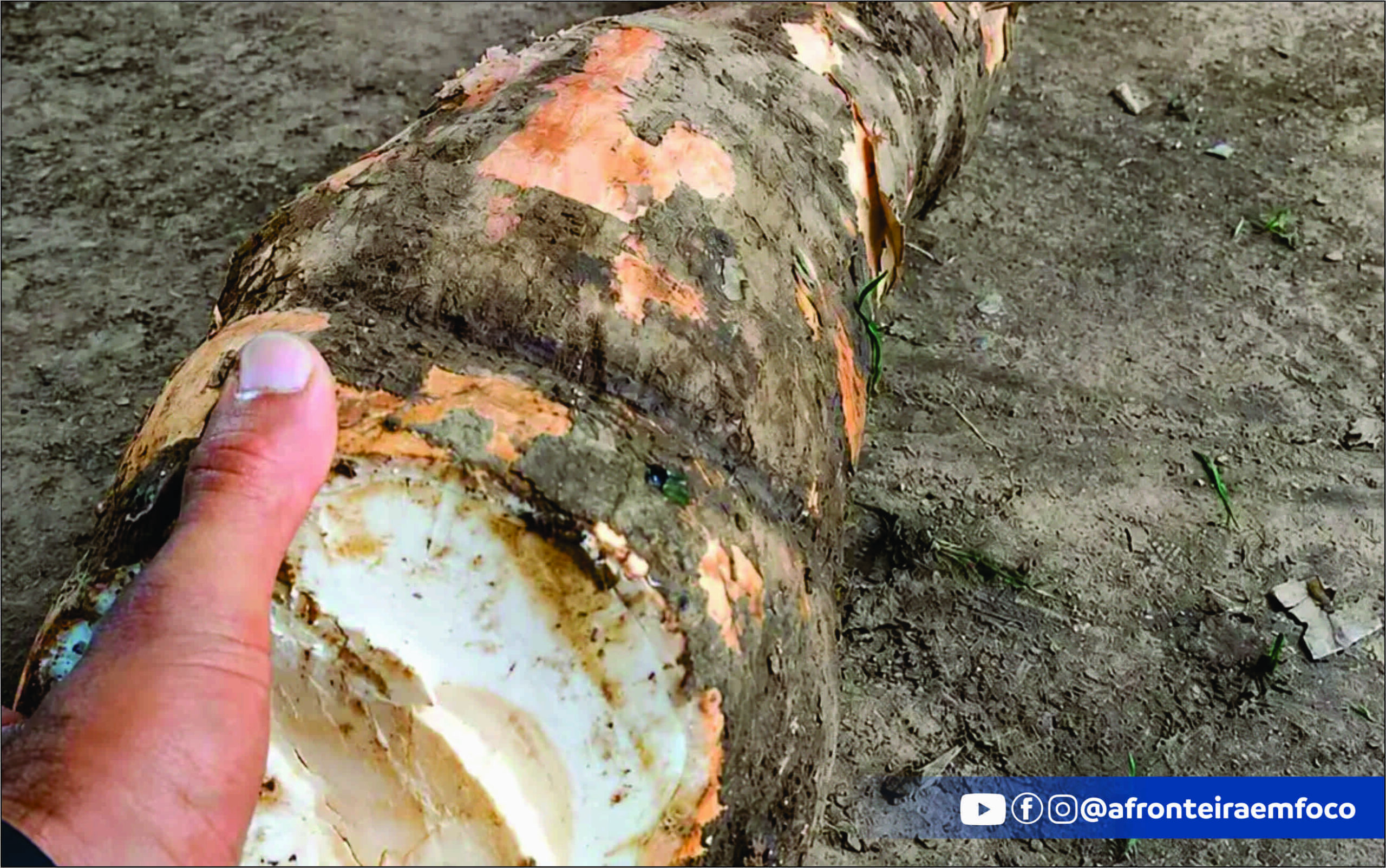 MANDIOCÃO! RAIZ DE 14,3 KG SURPREENDE AGRICULTORES EM SENA MADUREIRA